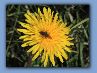 Andrena humilis in Country Park 24th April 2020 2.jpg